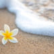 Spring in Kauai. Plumeria single flower on a beach, wave on background, Hawaii beach
